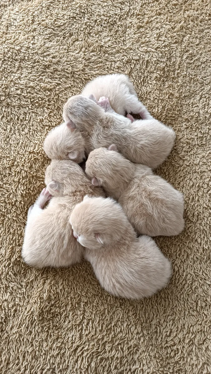 Couleur spéciale Chocolat Doré