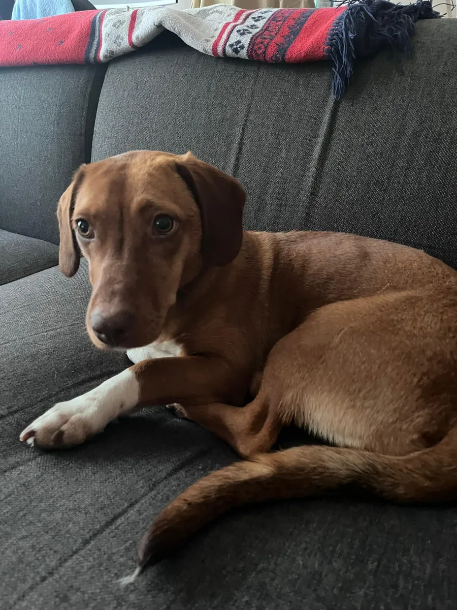 Buscamos una familia cariñosa para nuestra cachorrita de un año, parecida a una salchicha. Es muy afectuosa y bastante sociable.