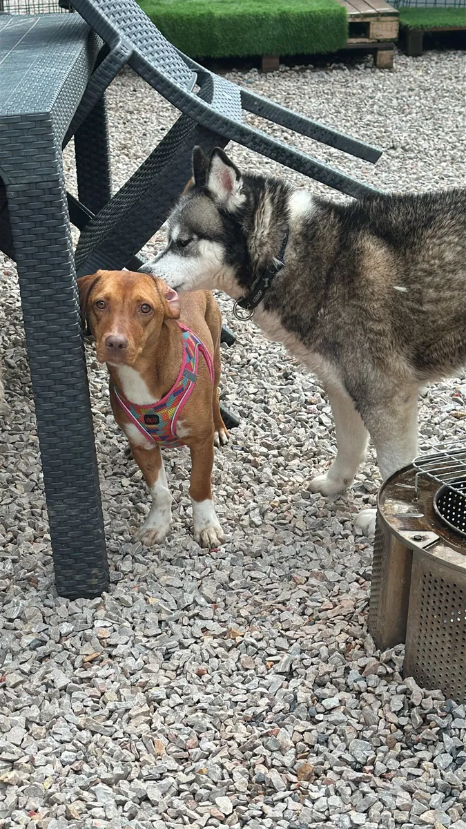 Buscamos una familia cariñosa para nuestra cachorrita de un año, parecida a una salchicha. Es muy afectuosa y bastante sociable.