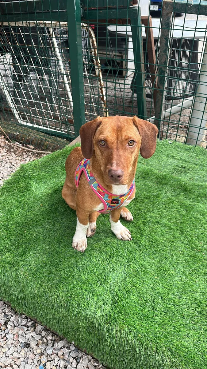 Buscamos una familia cariñosa para nuestra cachorrita de un año, parecida a una salchicha. Es muy afectuosa y bastante sociable.