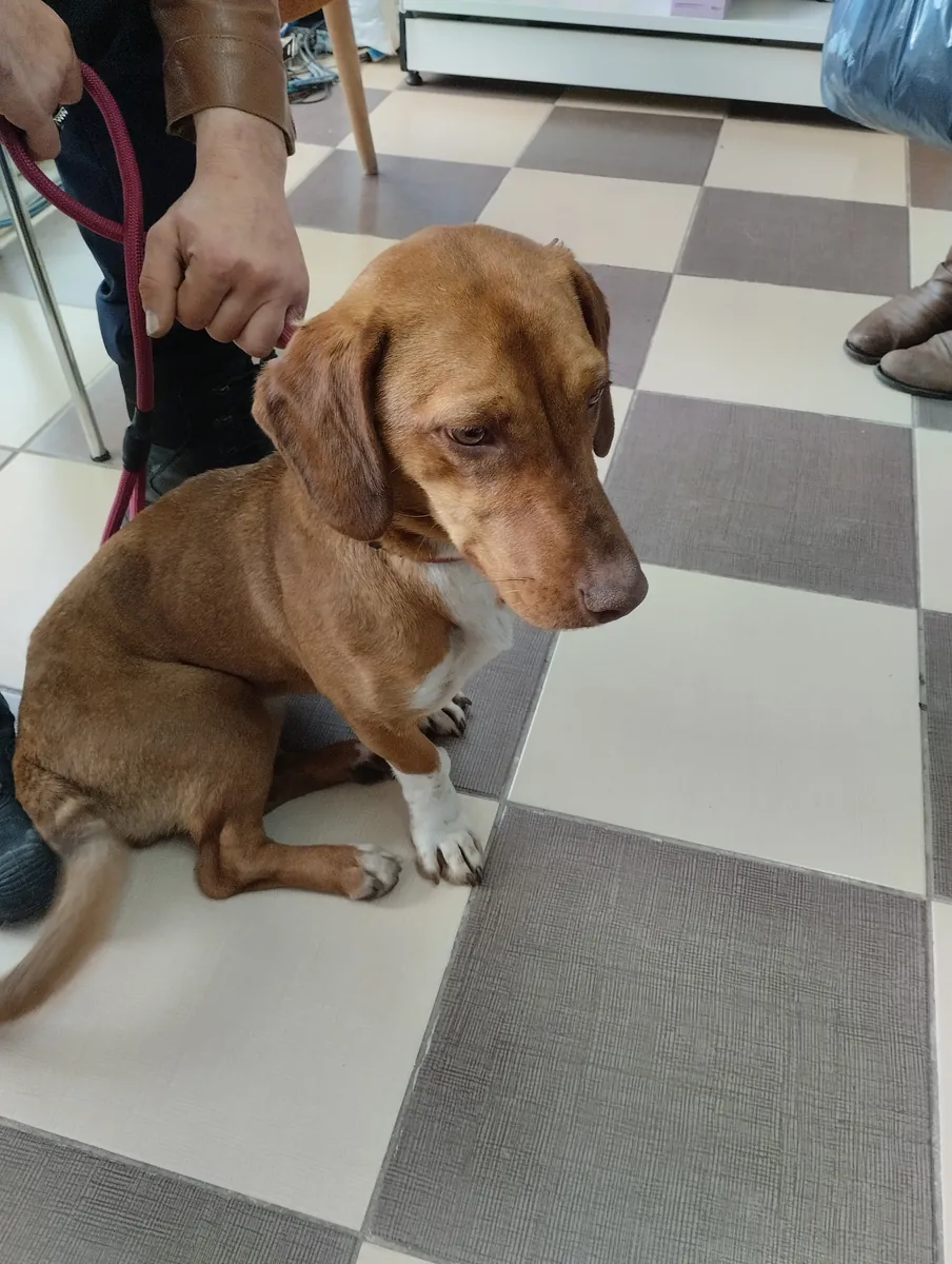 Buscamos una familia cariñosa para nuestra cachorrita de un año, parecida a una salchicha. Es muy afectuosa y bastante sociable.