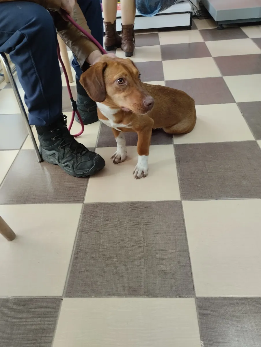 Buscamos una familia cariñosa para nuestra cachorrita de un año, parecida a una salchicha. Es muy afectuosa y bastante sociable.