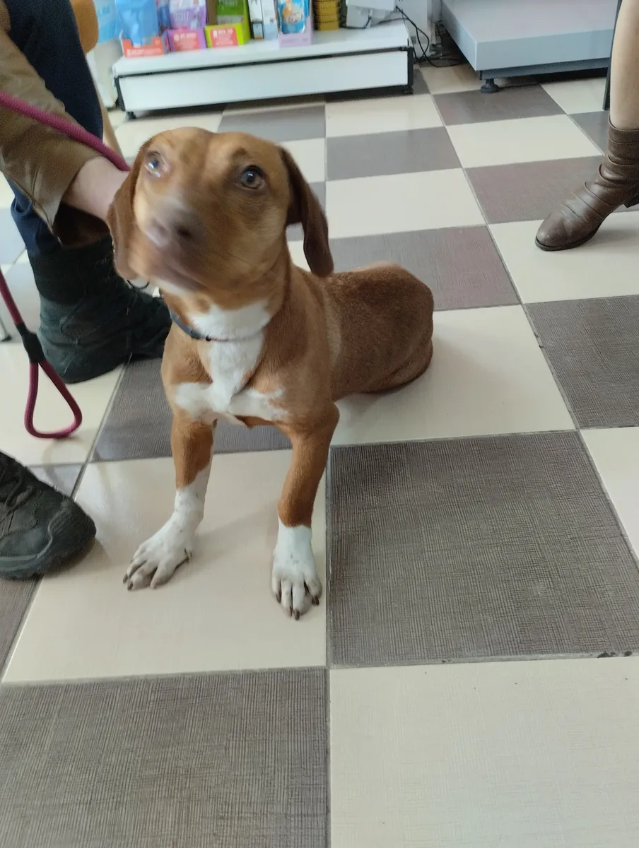 Buscamos una familia cariñosa para nuestra cachorrita de un año, parecida a una salchicha. Es muy afectuosa y bastante sociable.