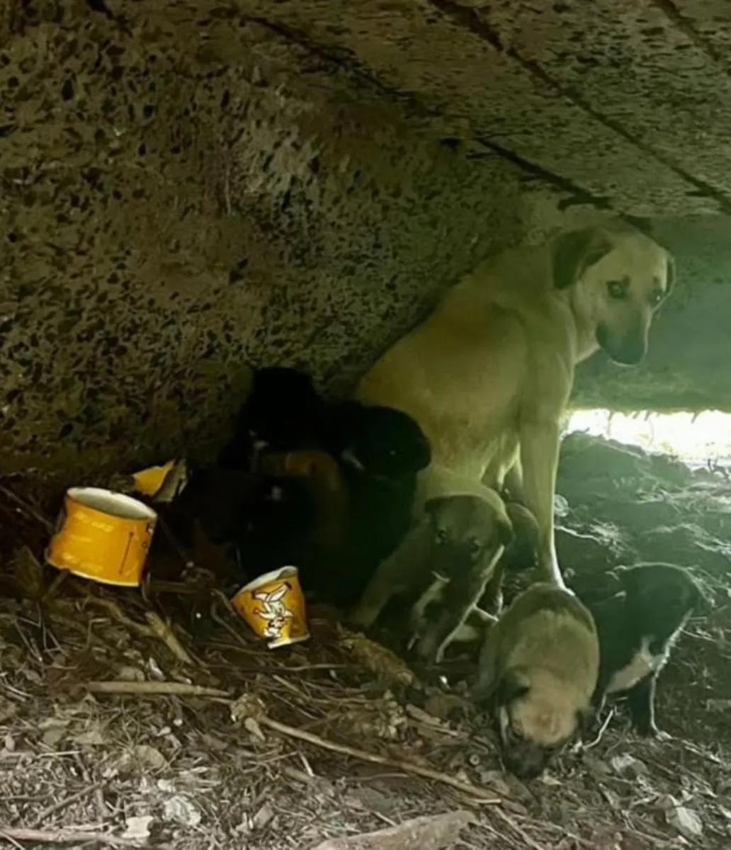 Nous recherchons une famille aimante pour notre adorable petite chienne d'un an, de type saucisse. Elle est très affectueuse et sociable.