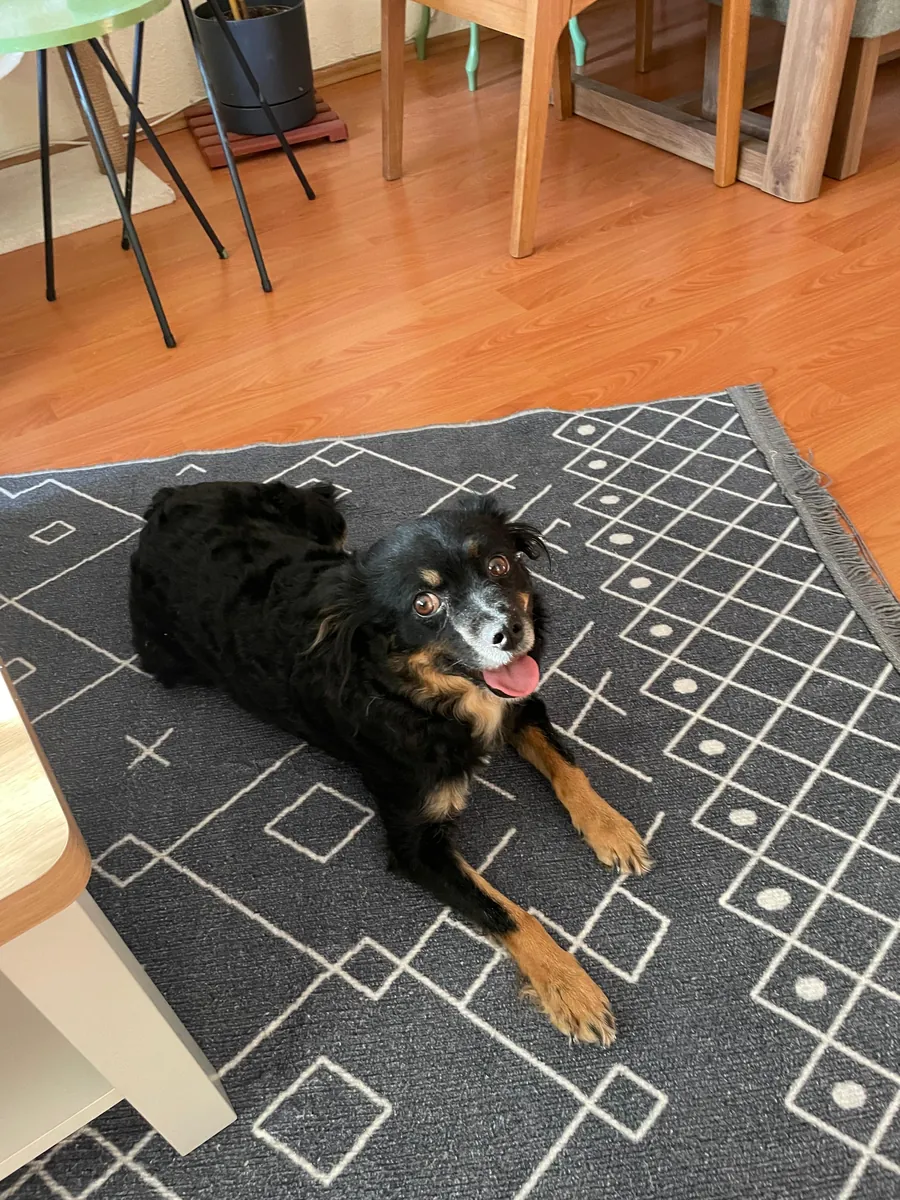 Adopción gratuita dentro de Ankara.