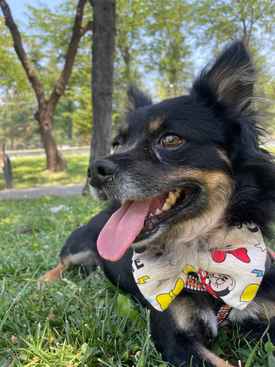 Adopción gratuita dentro de Ankara.