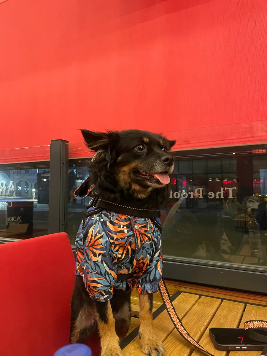 Adopción gratuita dentro de Ankara.