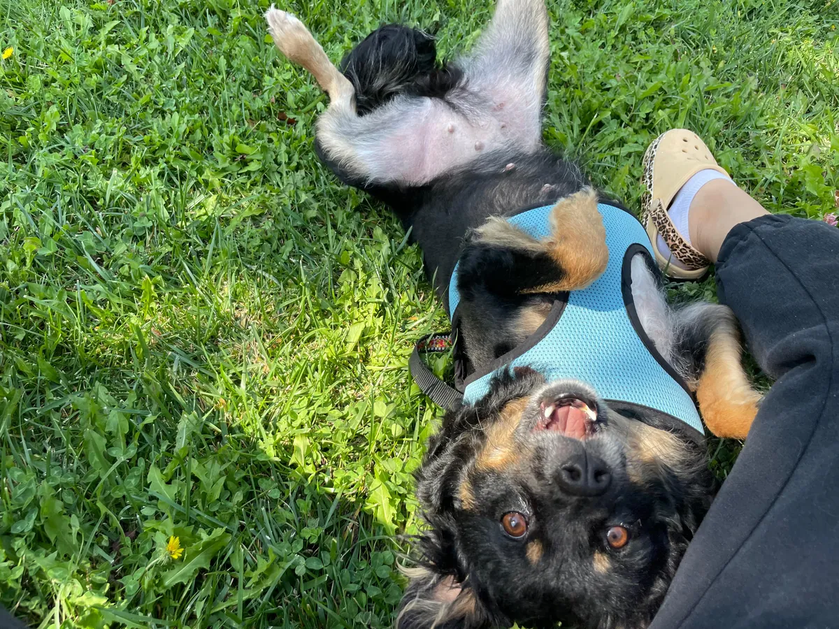 Adopción gratuita dentro de Ankara.