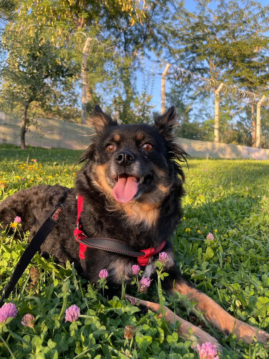 Adopción gratuita dentro de Ankara.