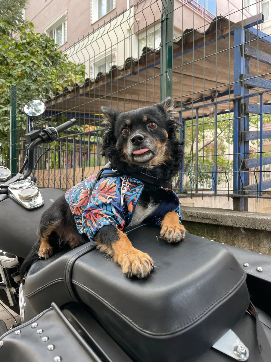 Adopción gratuita dentro de Ankara.