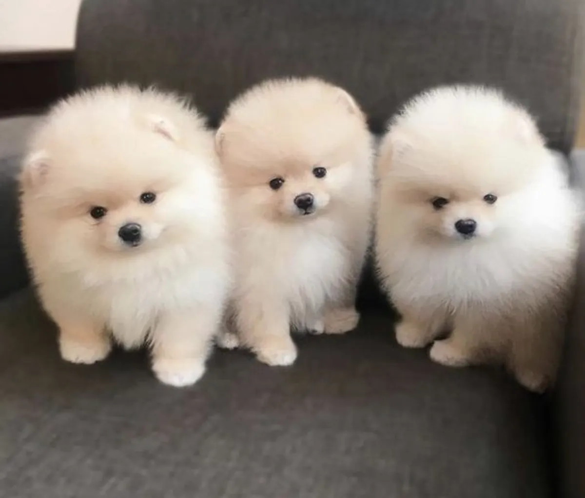 cachorros de pomerania