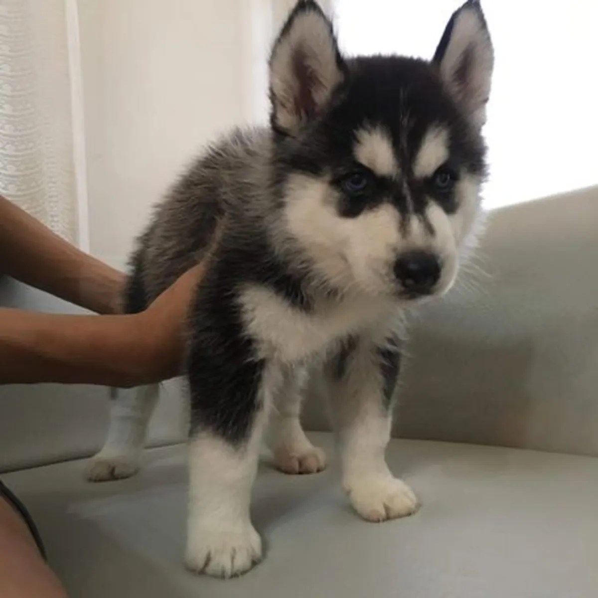 Siberian Husky Puppies 