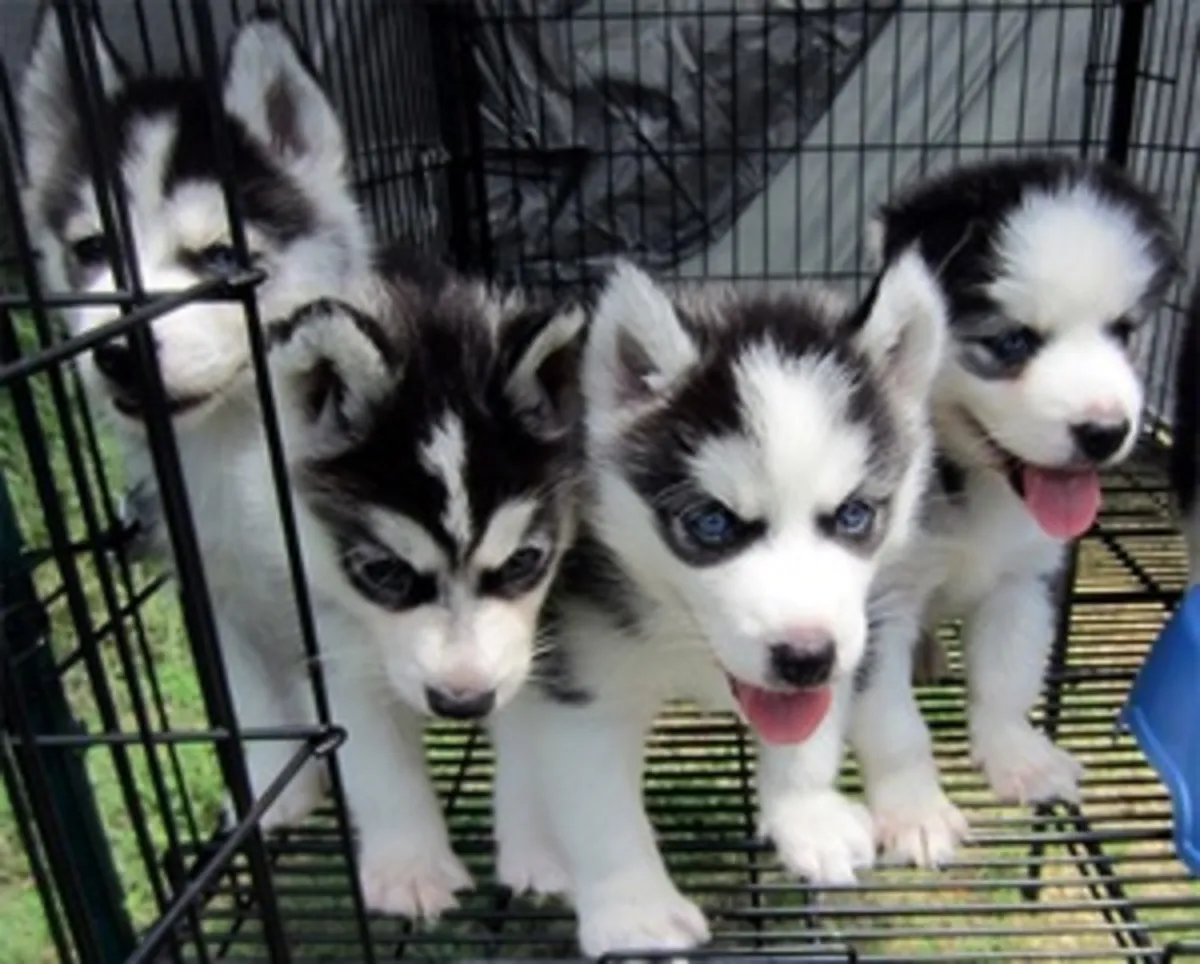 Siberian Husky Puppies 