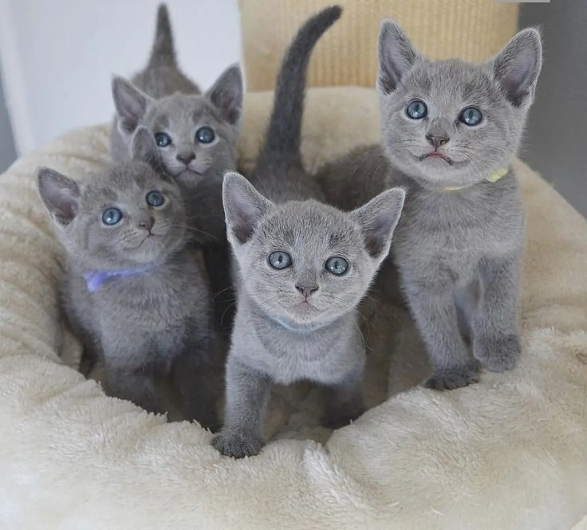 gatitos azules rusos