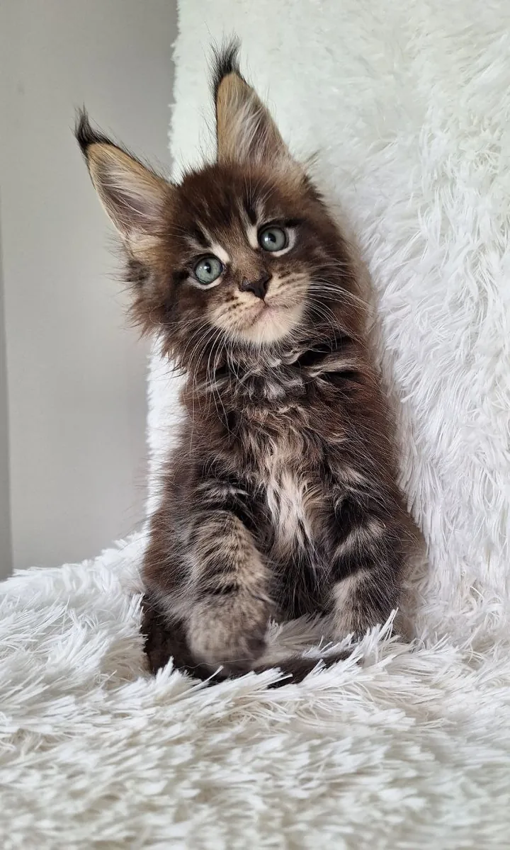 Chatons Maine Coon