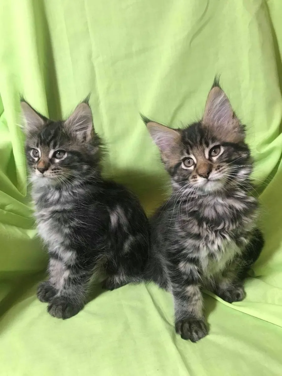 Chatons Maine Coon
