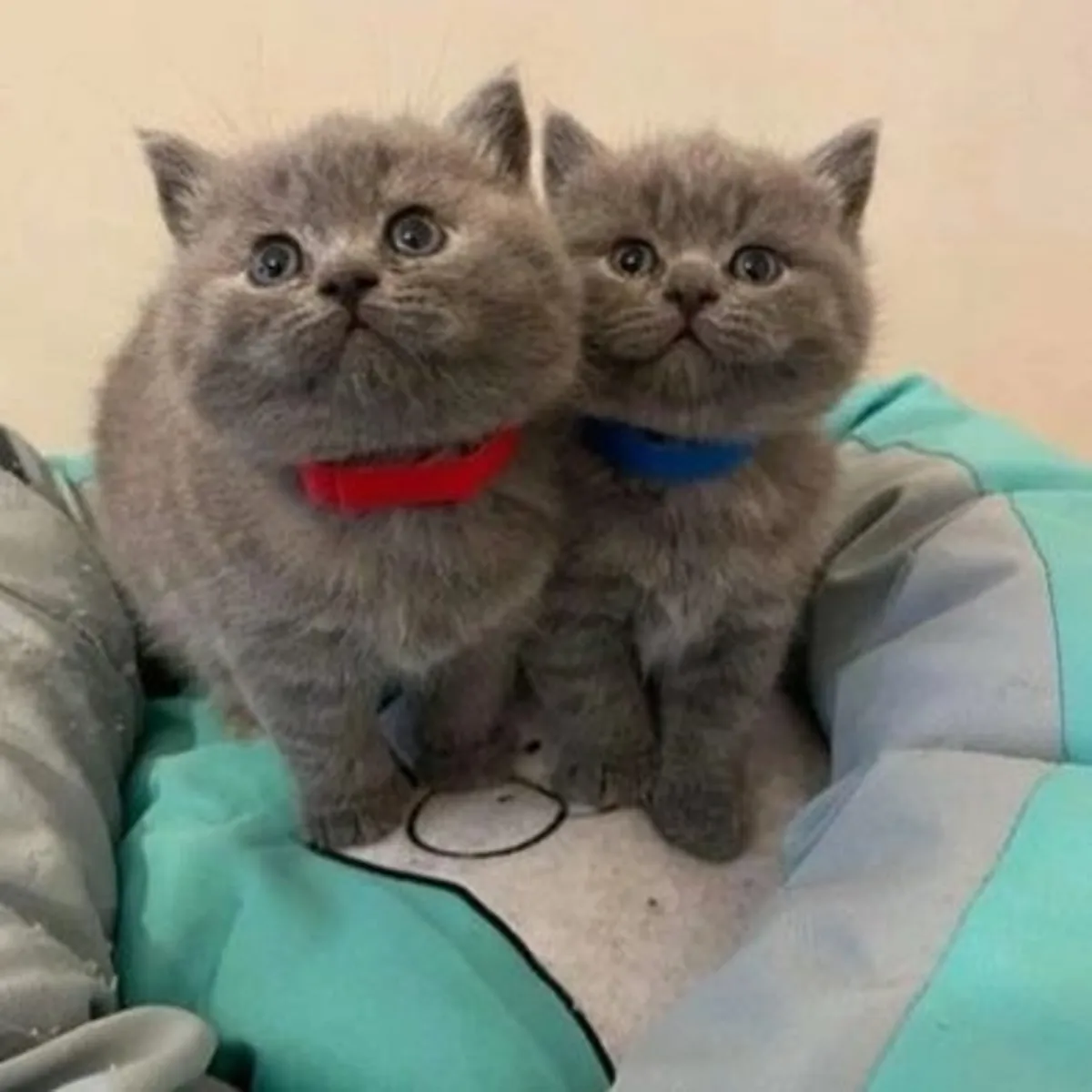 British Shorthair kittens