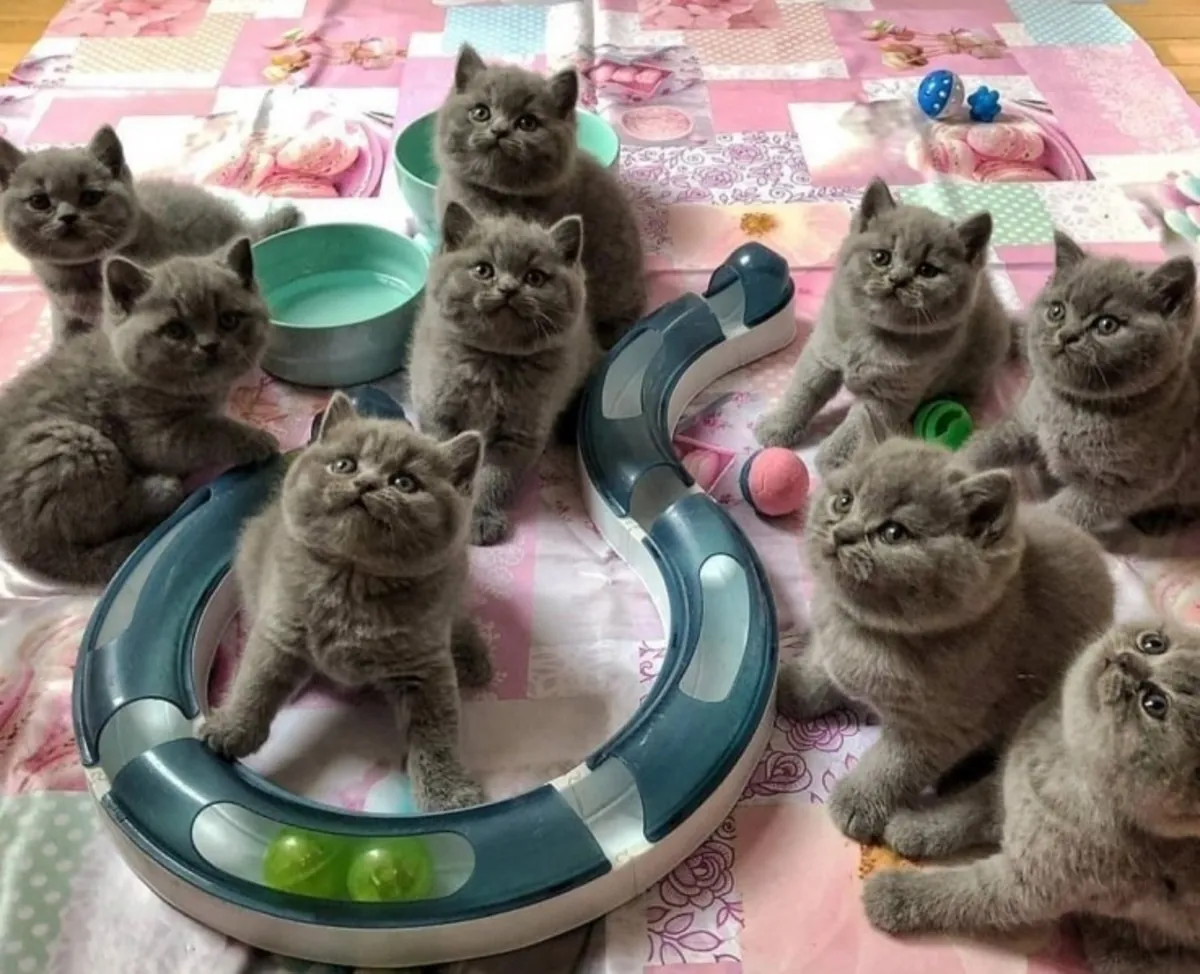 British Shorthair kittens