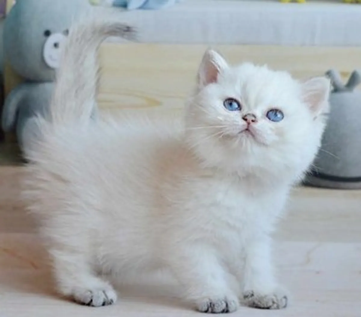 Ragdoll kitten available