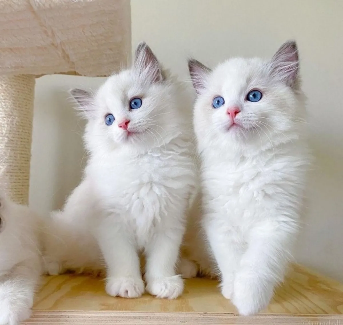 Ragdoll kitten available