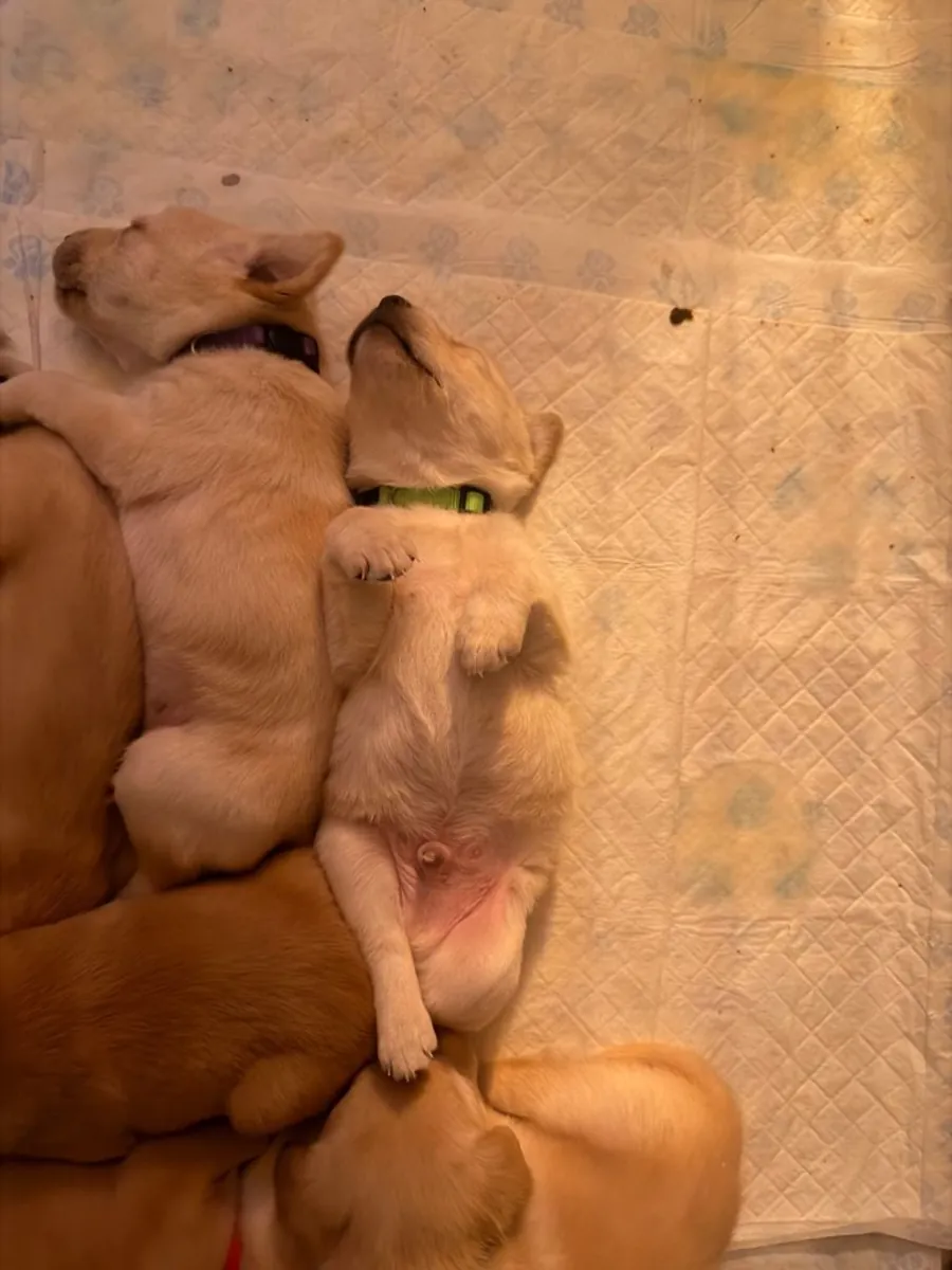 Щенки лабрадора-ретривера