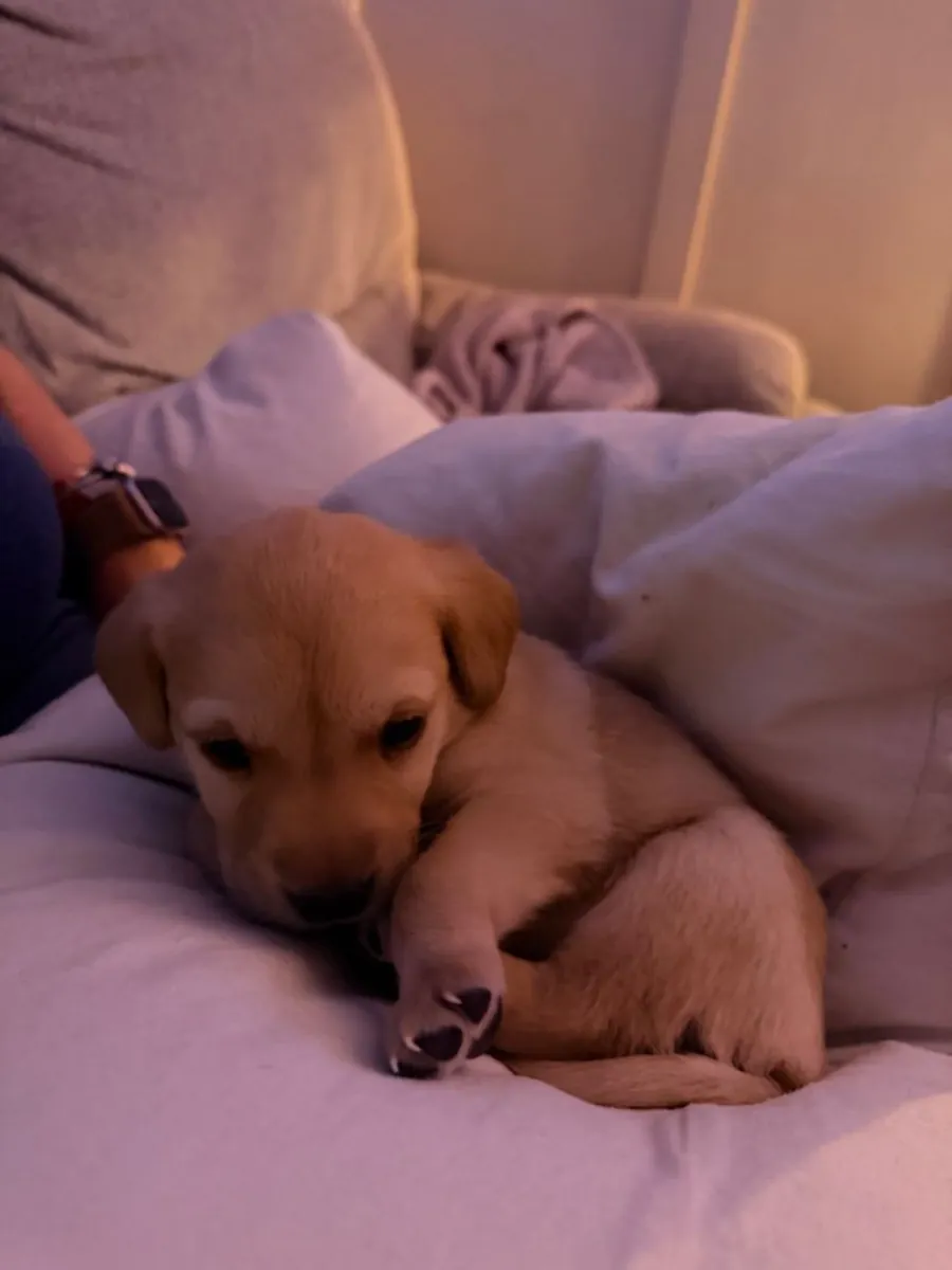 Щенки лабрадора-ретривера