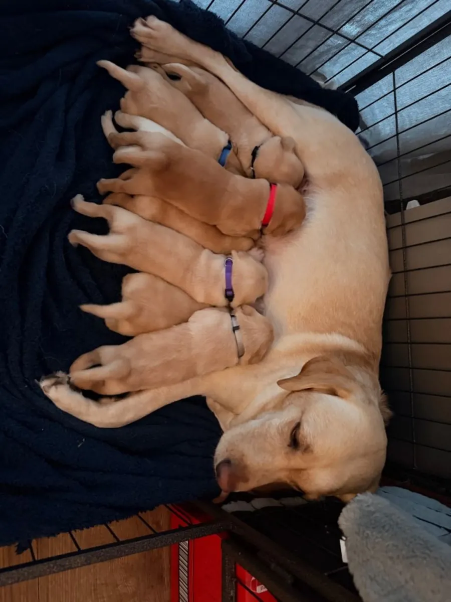 Щенки лабрадора-ретривера