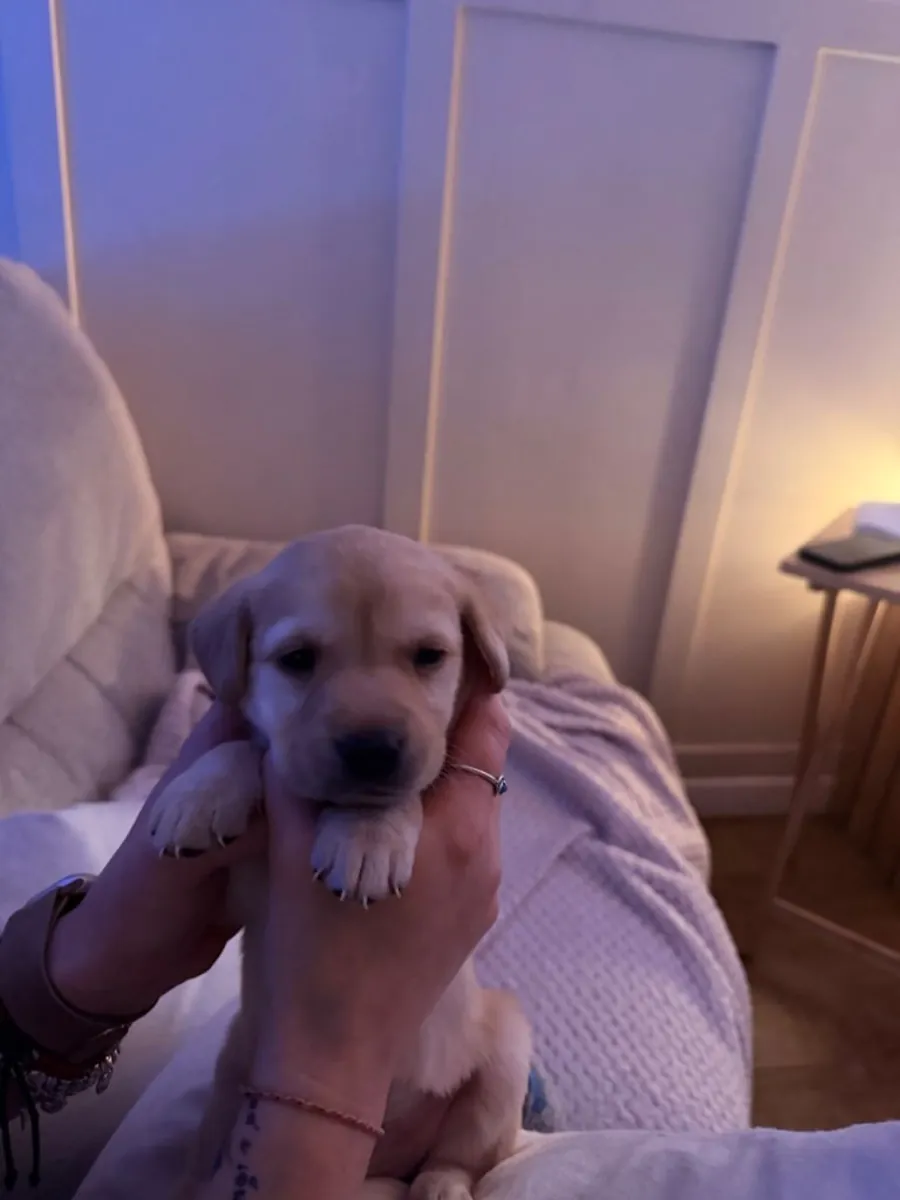 Щенки лабрадора-ретривера