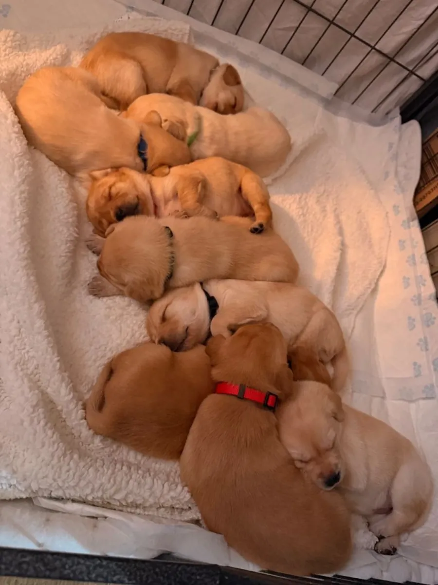 Щенки лабрадора-ретривера