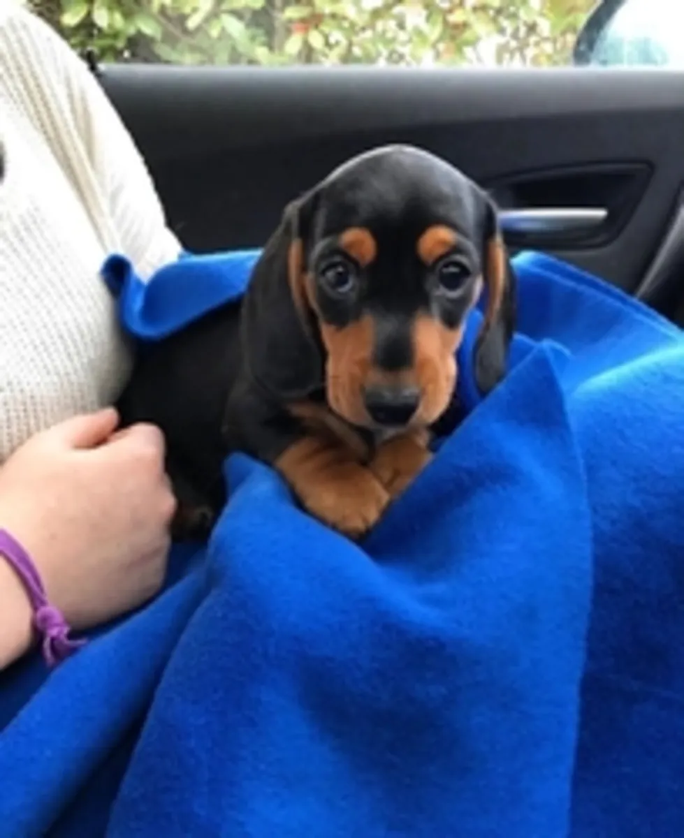 Miniature Dachshund