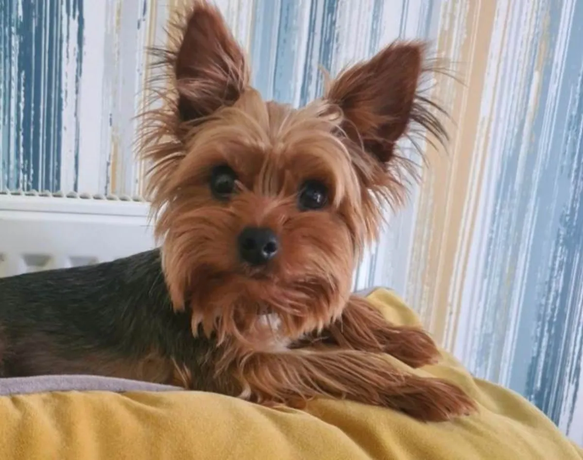 Yorkshire terrier puppies