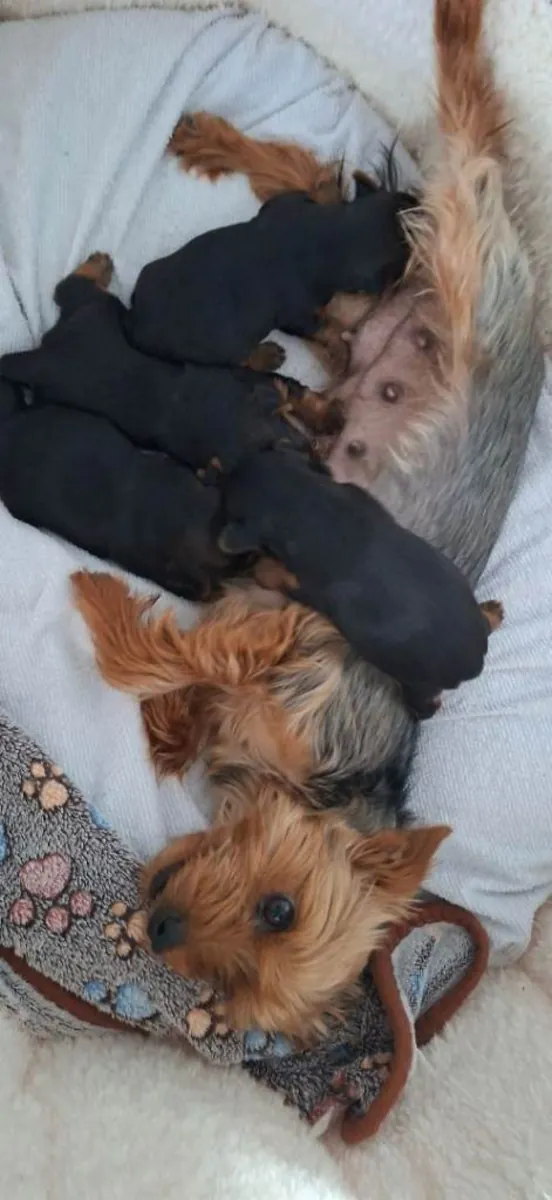 Yorkshire terrier puppies
