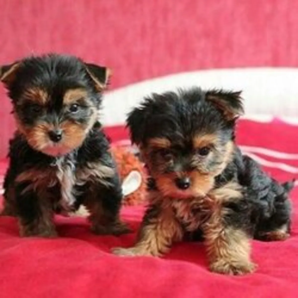 Yorkshire terrier puppies
