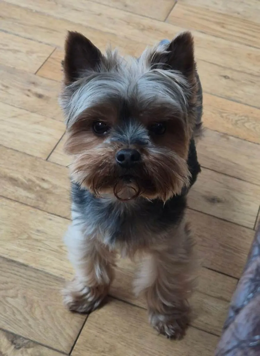 Yorkshire terrier puppies