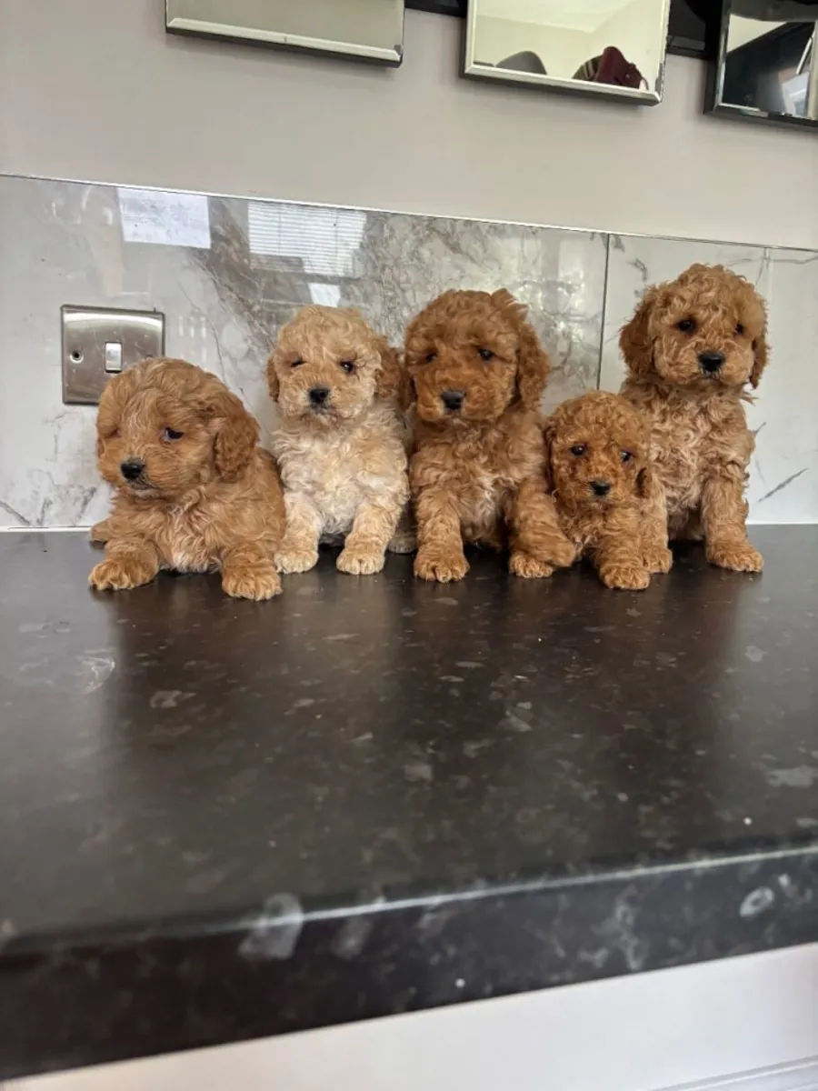 maltipoo puppies (toy poodle)