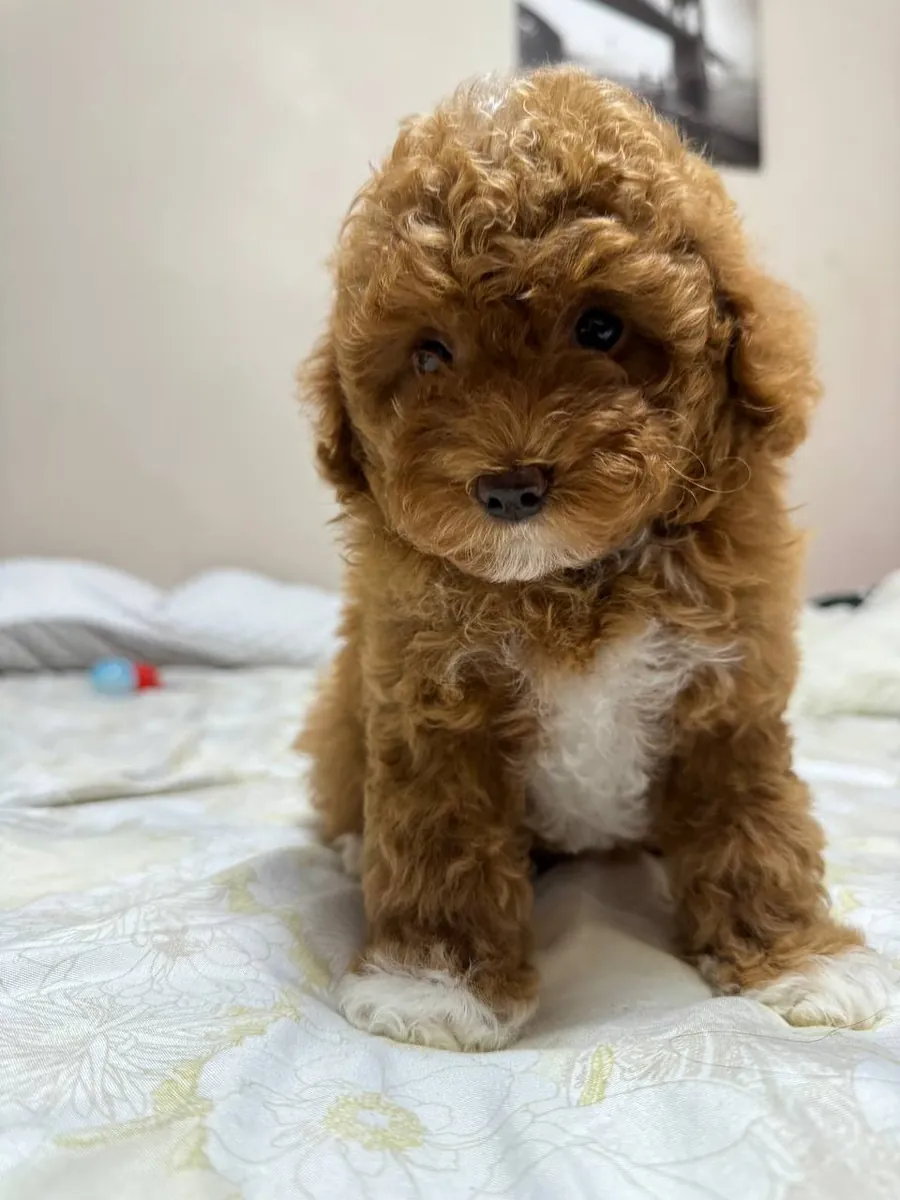 maltipoo puppies (toy poodle)