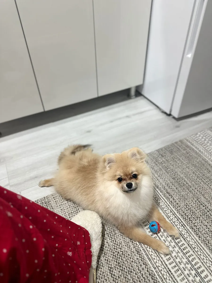 7 aylık Pomerian 