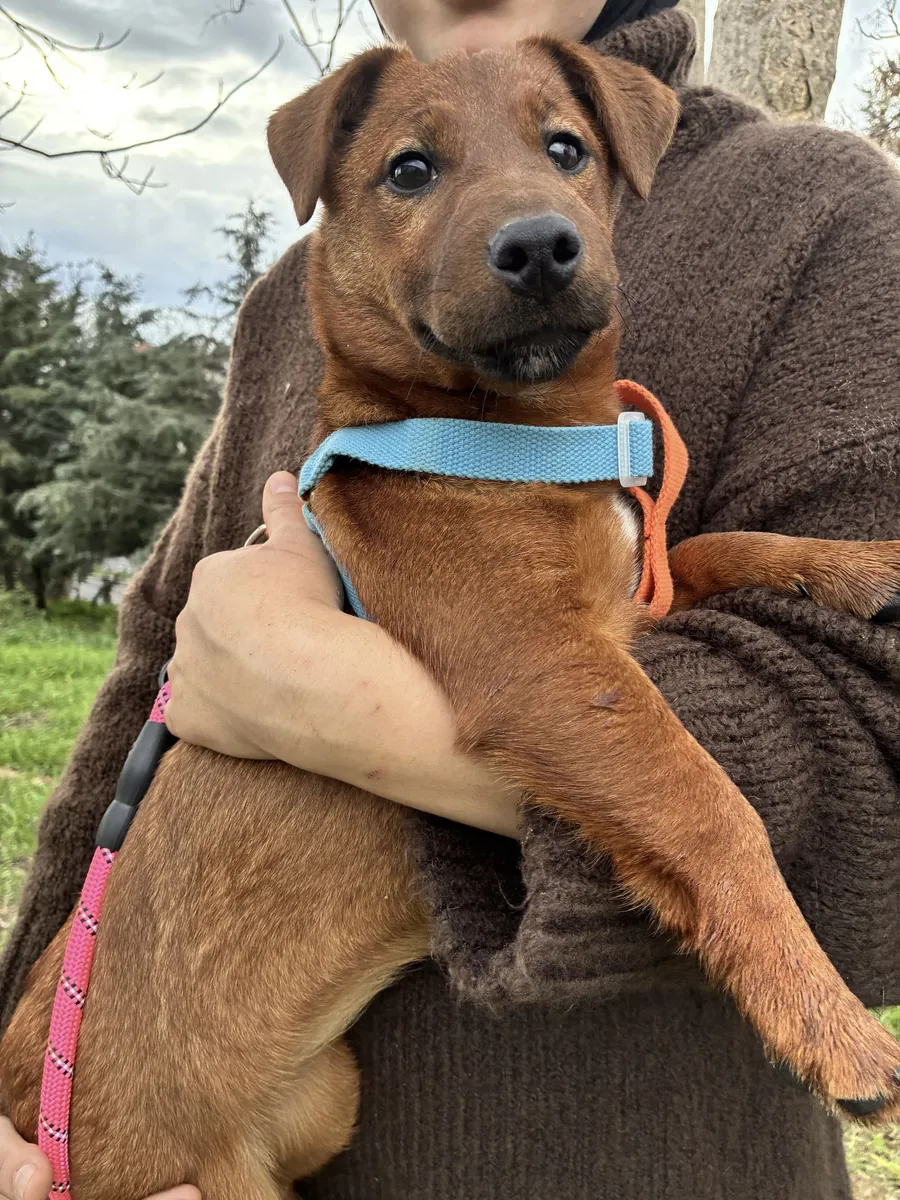 Barınağa Terk Edilmiş Küçük Irk Dostları Ücretsiz Sahiplendirme