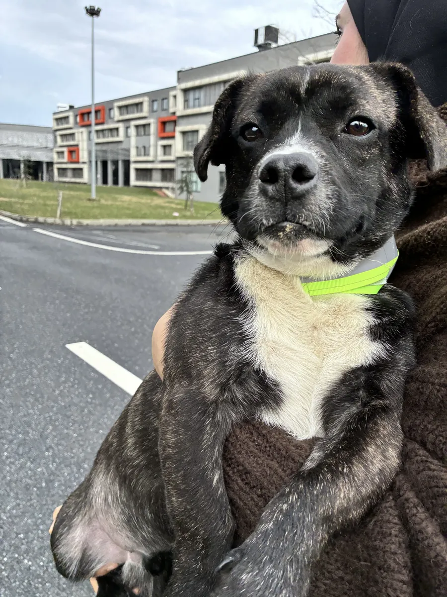 Barınağa Terk Edilmiş Küçük Irk Dostları Ücretsiz Sahiplendirme