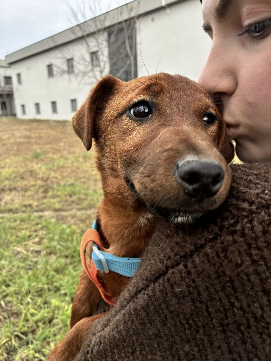 Barınağa Terk Edilmiş Küçük Irk Dostları Ücretsiz Sahiplendirme