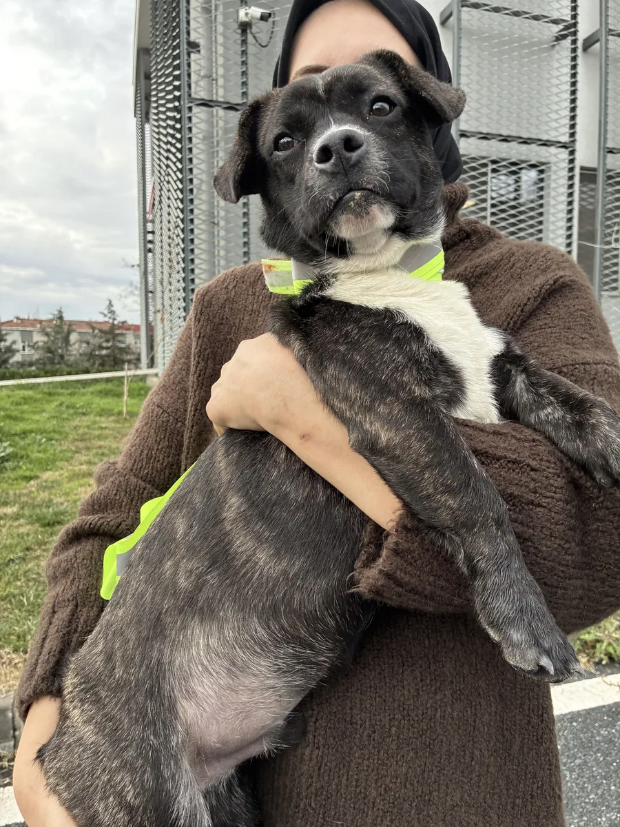 Barınağa Terk Edilmiş Küçük Irk Dostları Ücretsiz Sahiplendirme