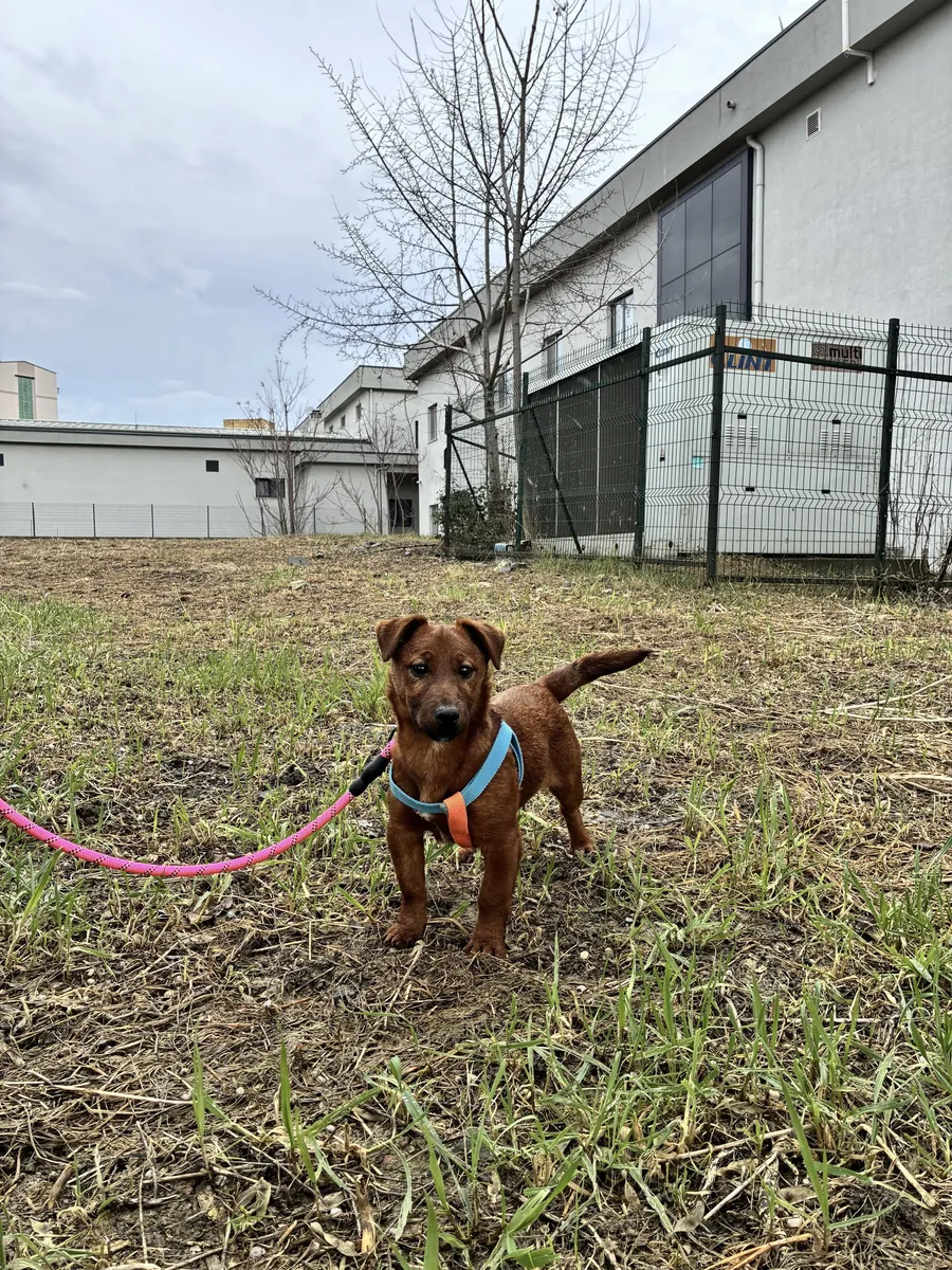 Barınağa Terk Edilmiş Küçük Irk Dostları Ücretsiz Sahiplendirme