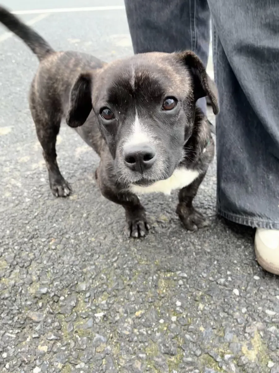 Barınağa Terk Edilmiş Küçük Irk Dostları Ücretsiz Sahiplendirme