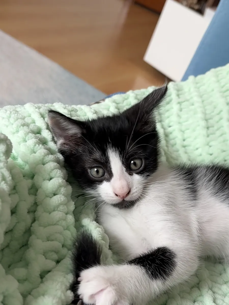 可爱的虎斑小猫