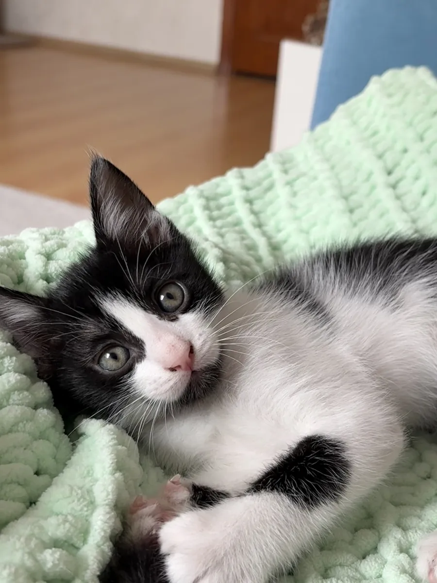 可爱的虎斑小猫