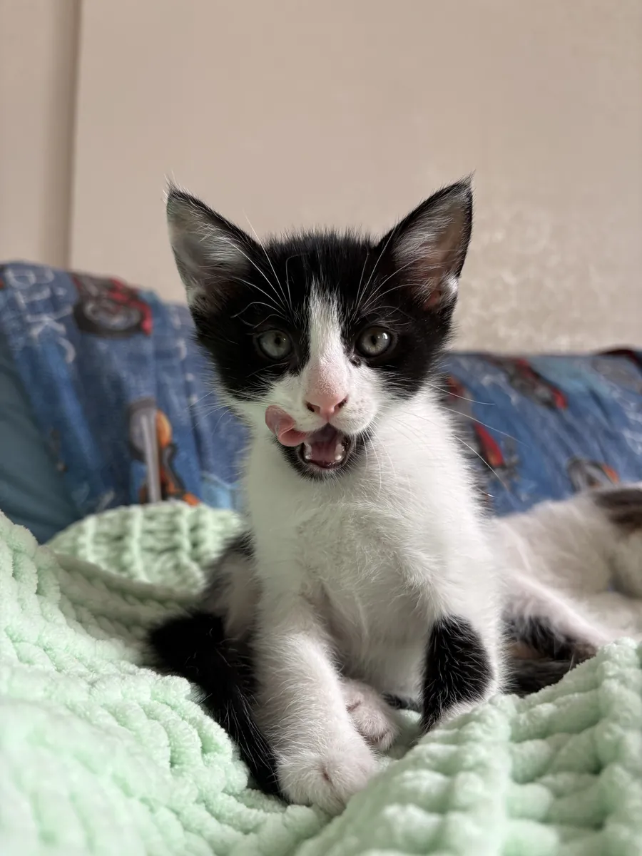 可爱的虎斑小猫