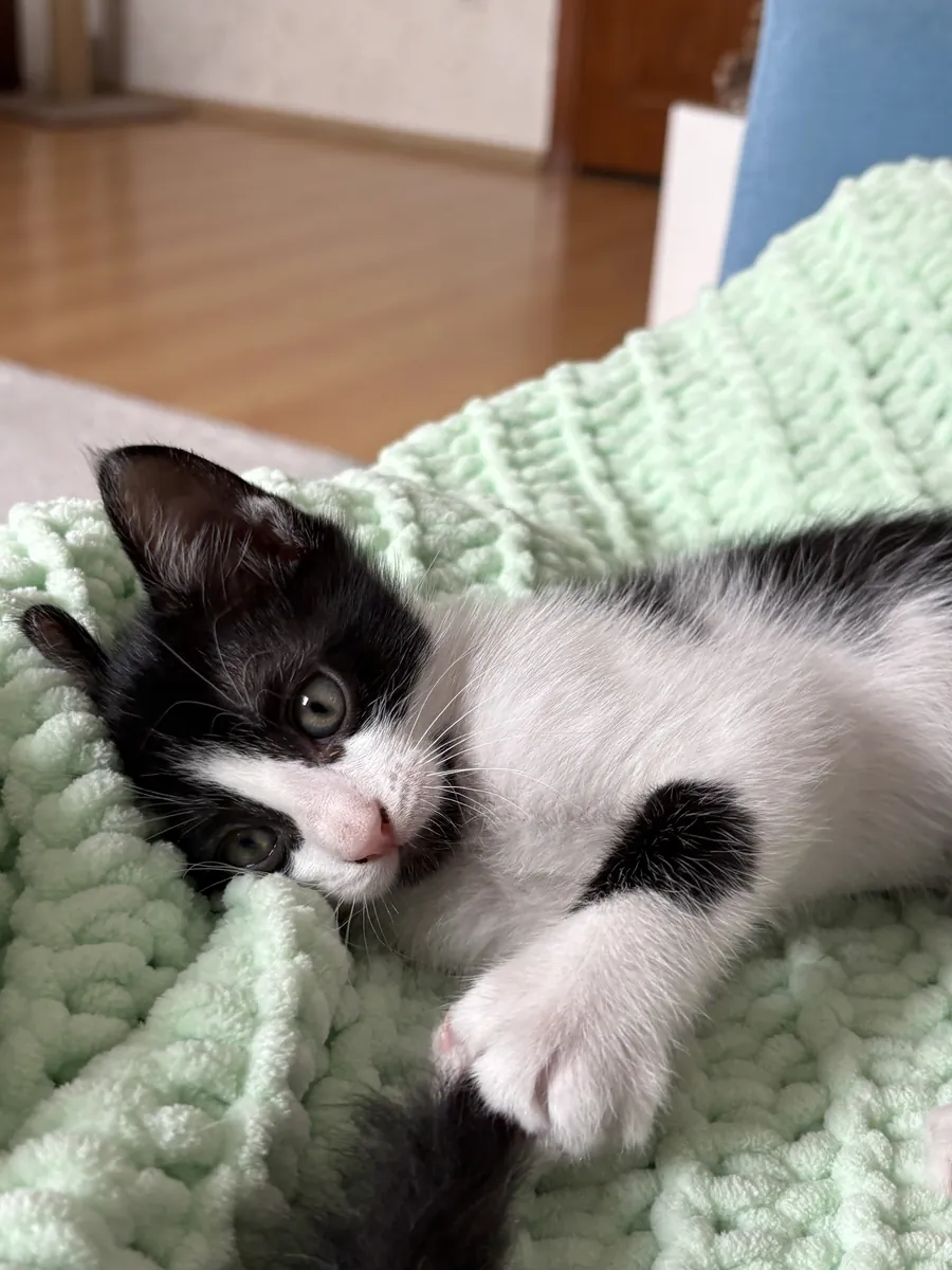 可爱的虎斑小猫