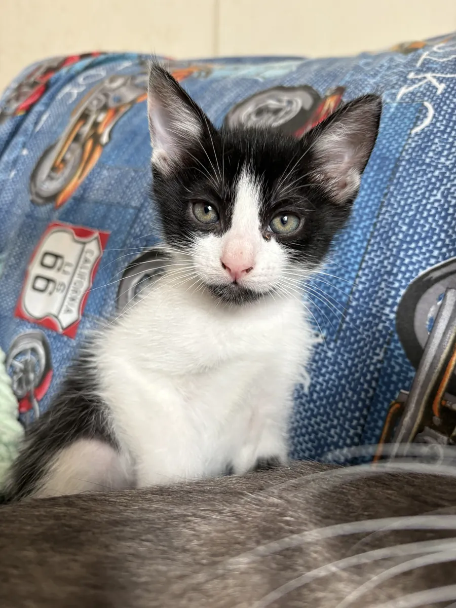 可爱的虎斑小猫