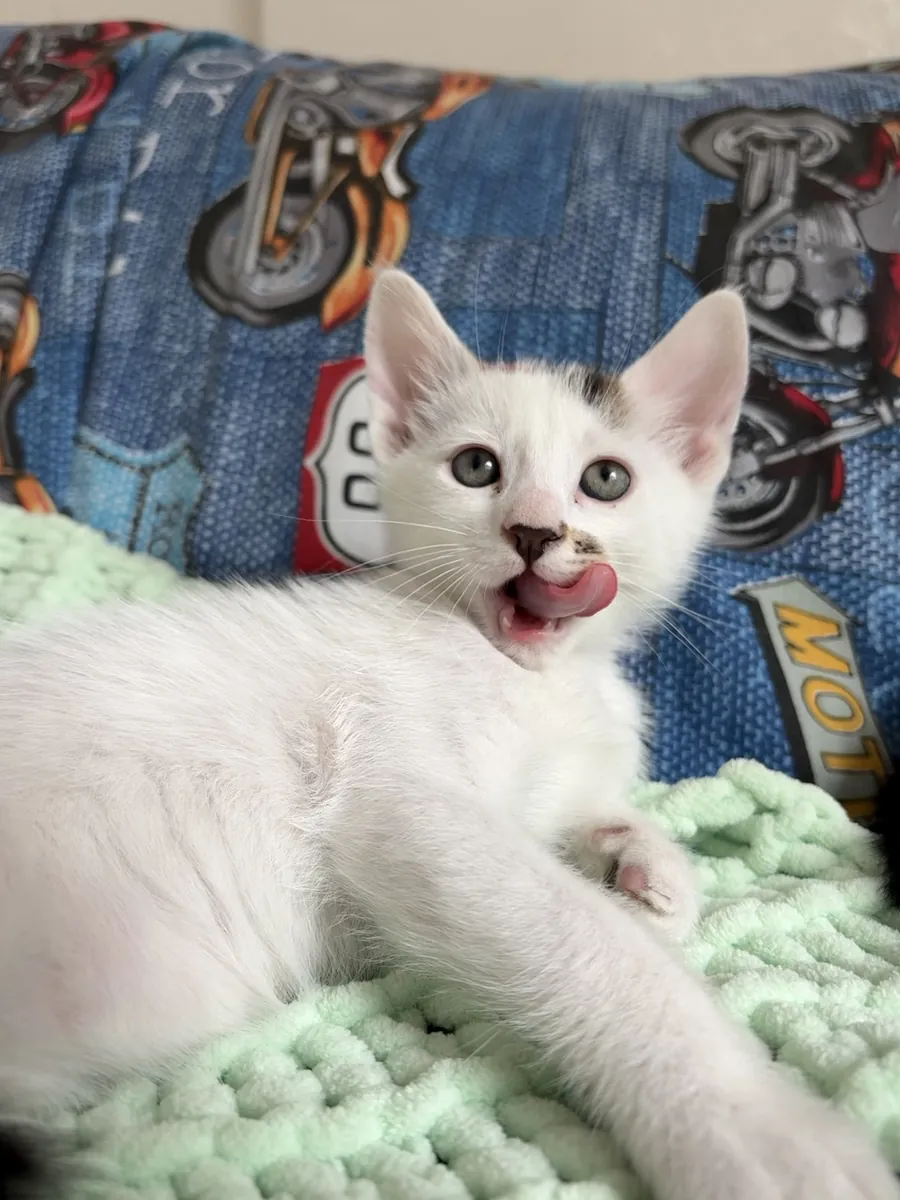 我们正在为我们可爱的小狗寻找一个永远的家！