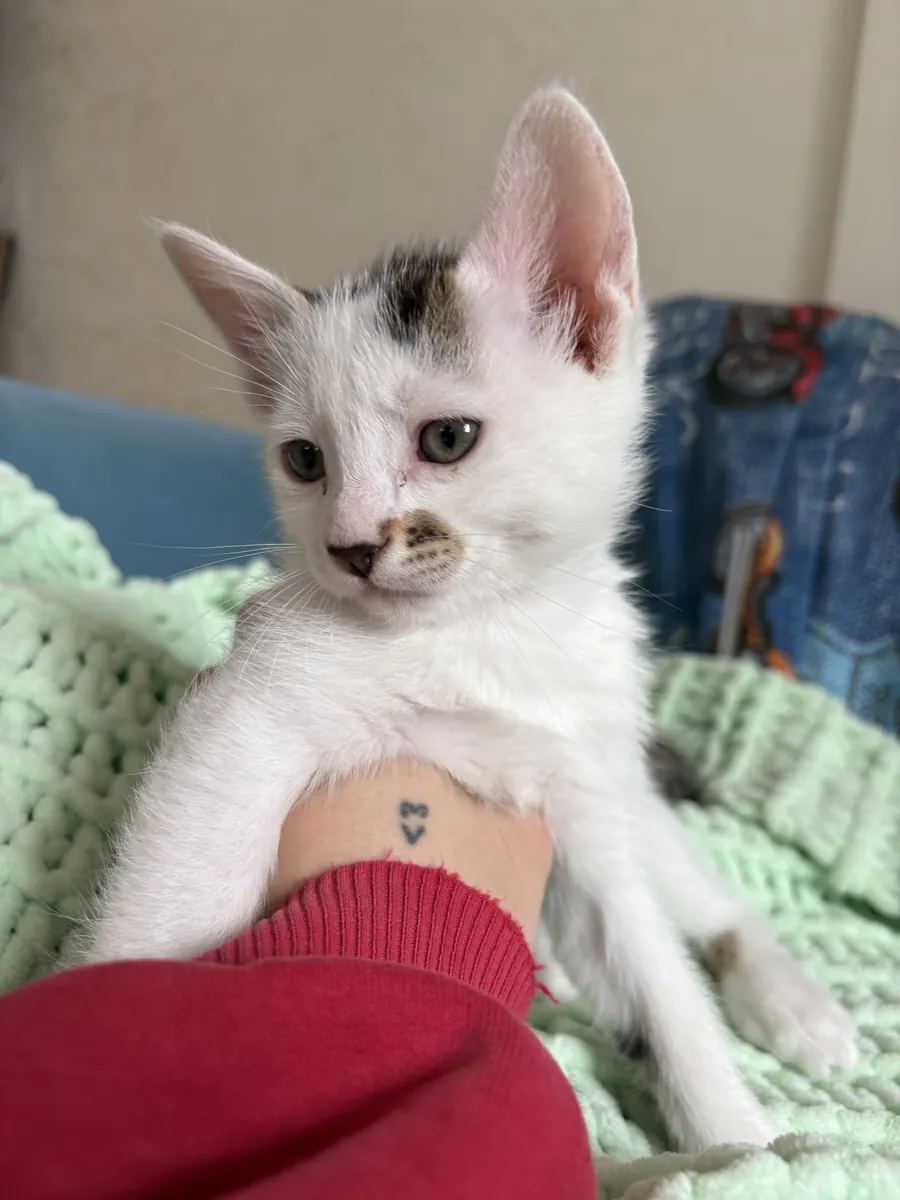 我们正在为我们可爱的小狗寻找一个永远的家！